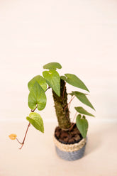 Piper cf. lessertianum